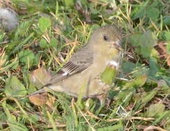 Image of Lesser Goldfinch