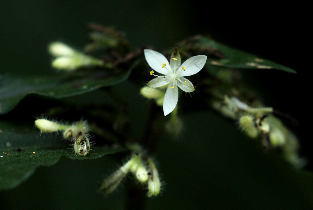 Image of Stanfieldiella imperforata (C. B. Clarke) Brenan