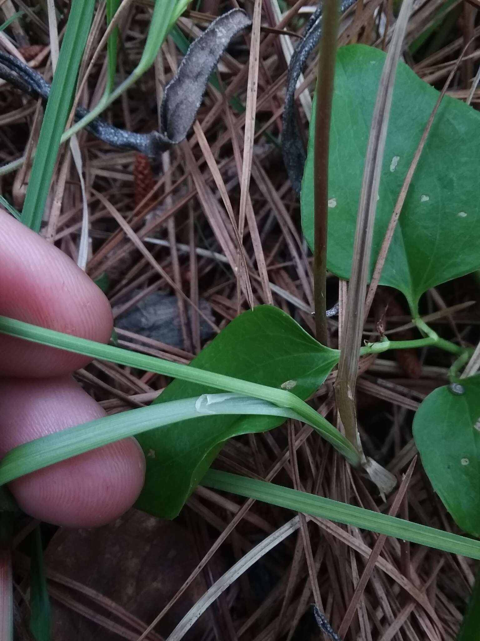 Image of Mead's Sedge