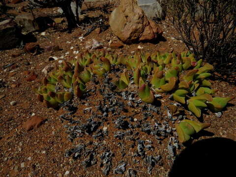 صورة Gibbaeum gibbosum (Haw.) N. E. Br.