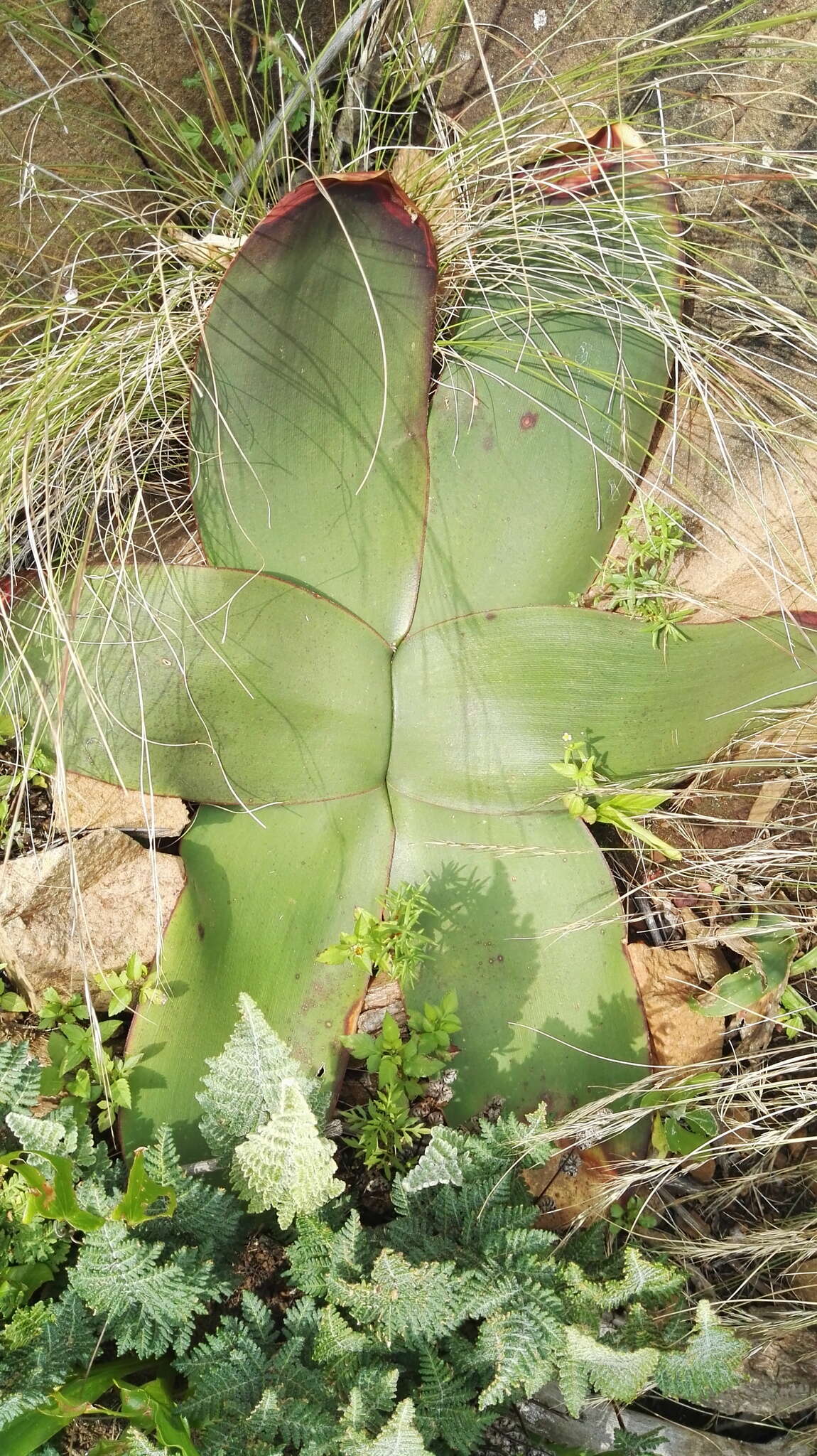 Image of Brunsvigia radulosa Herb.