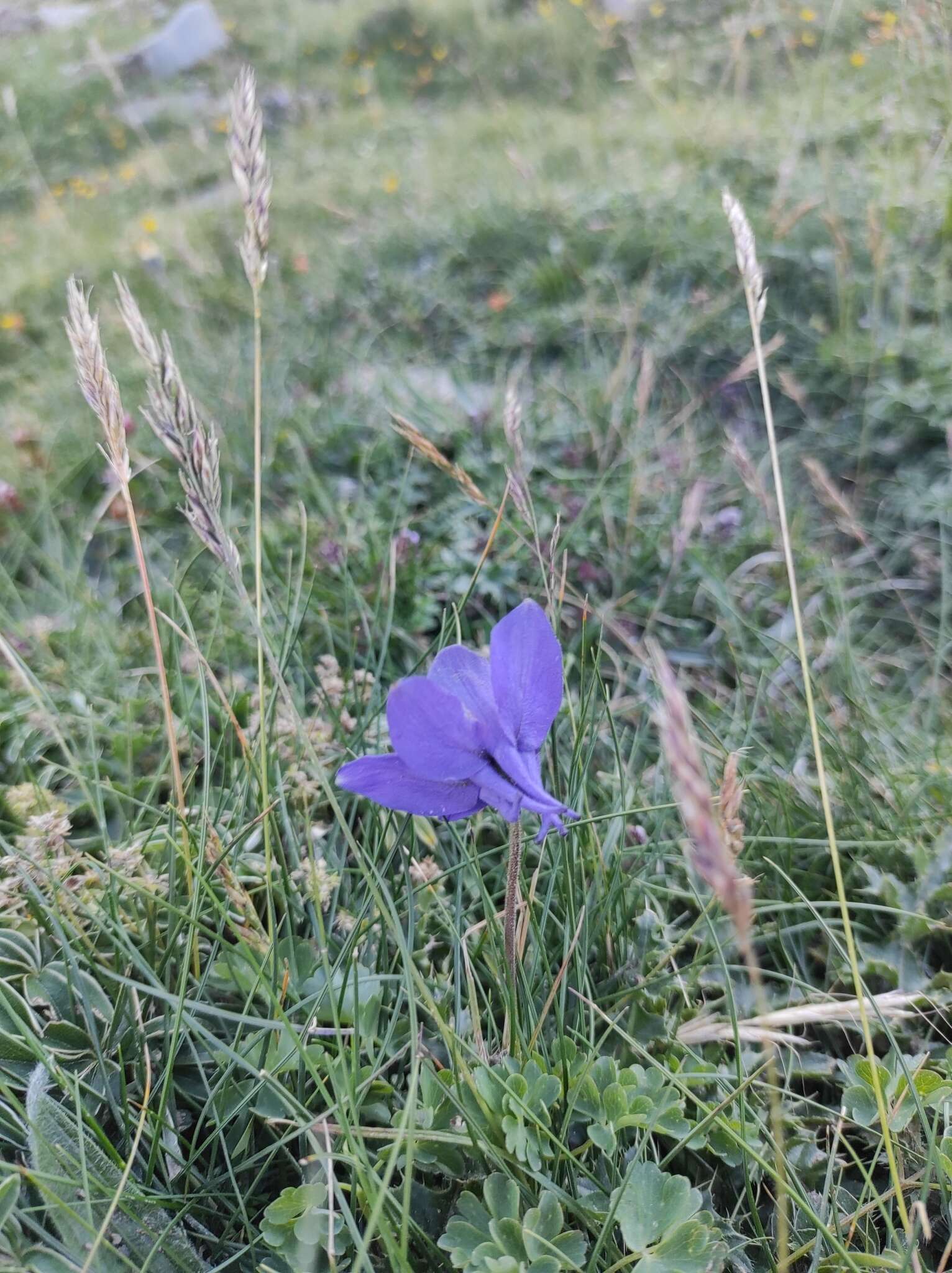 高山耧斗菜的圖片