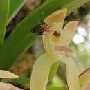 Image of Maxillaria multicaulis (Poepp. & Endl.) C. Schweinf.