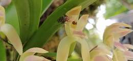 Maxillaria multicaulis (Poepp. & Endl.) C. Schweinf.的圖片