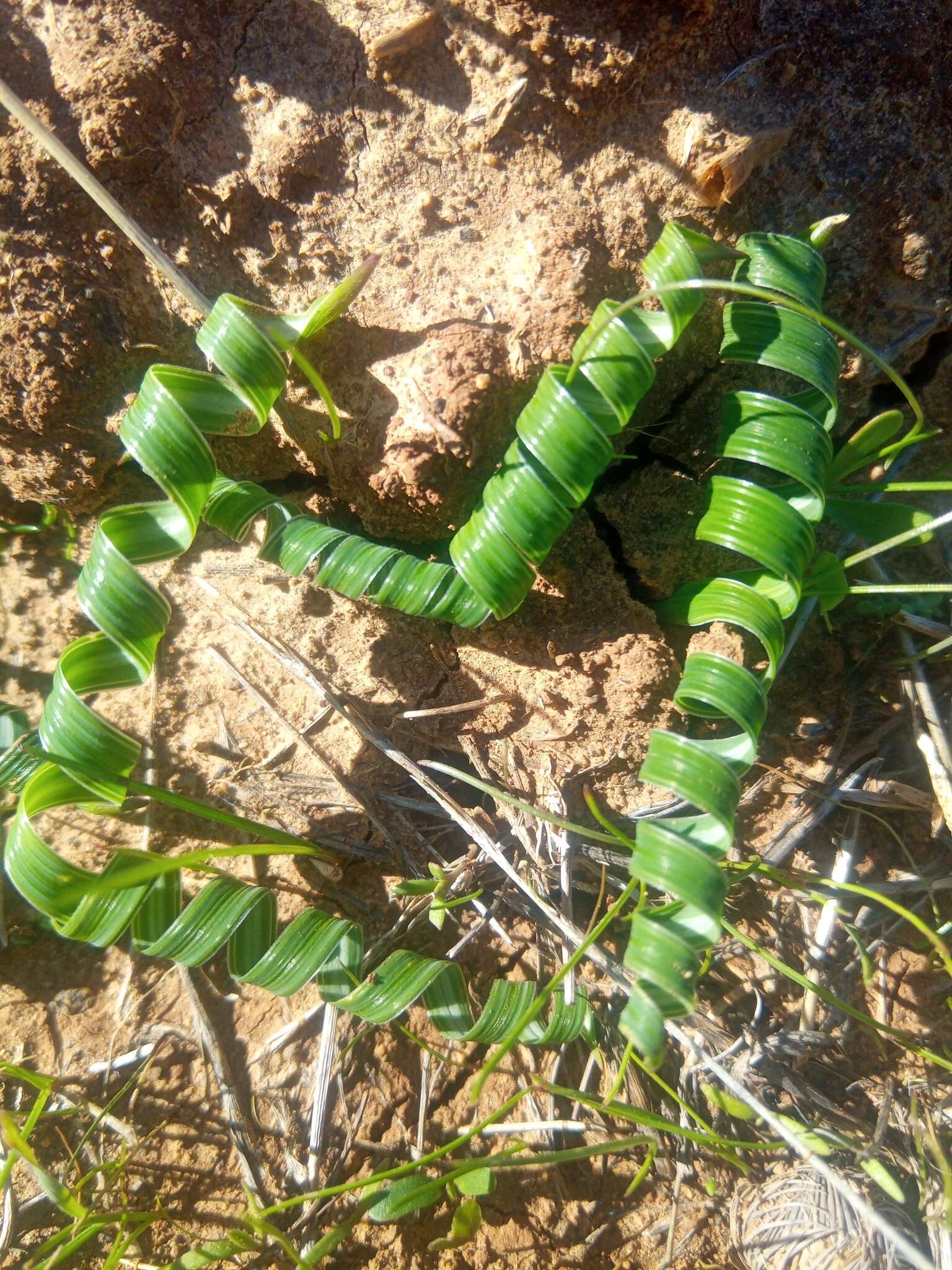 Image of Moraea pritzeliana Diels