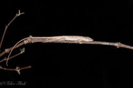 Image of Anolis sericeus Hallowell 1856