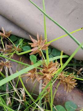 Image of Umbrella Flat Sedge