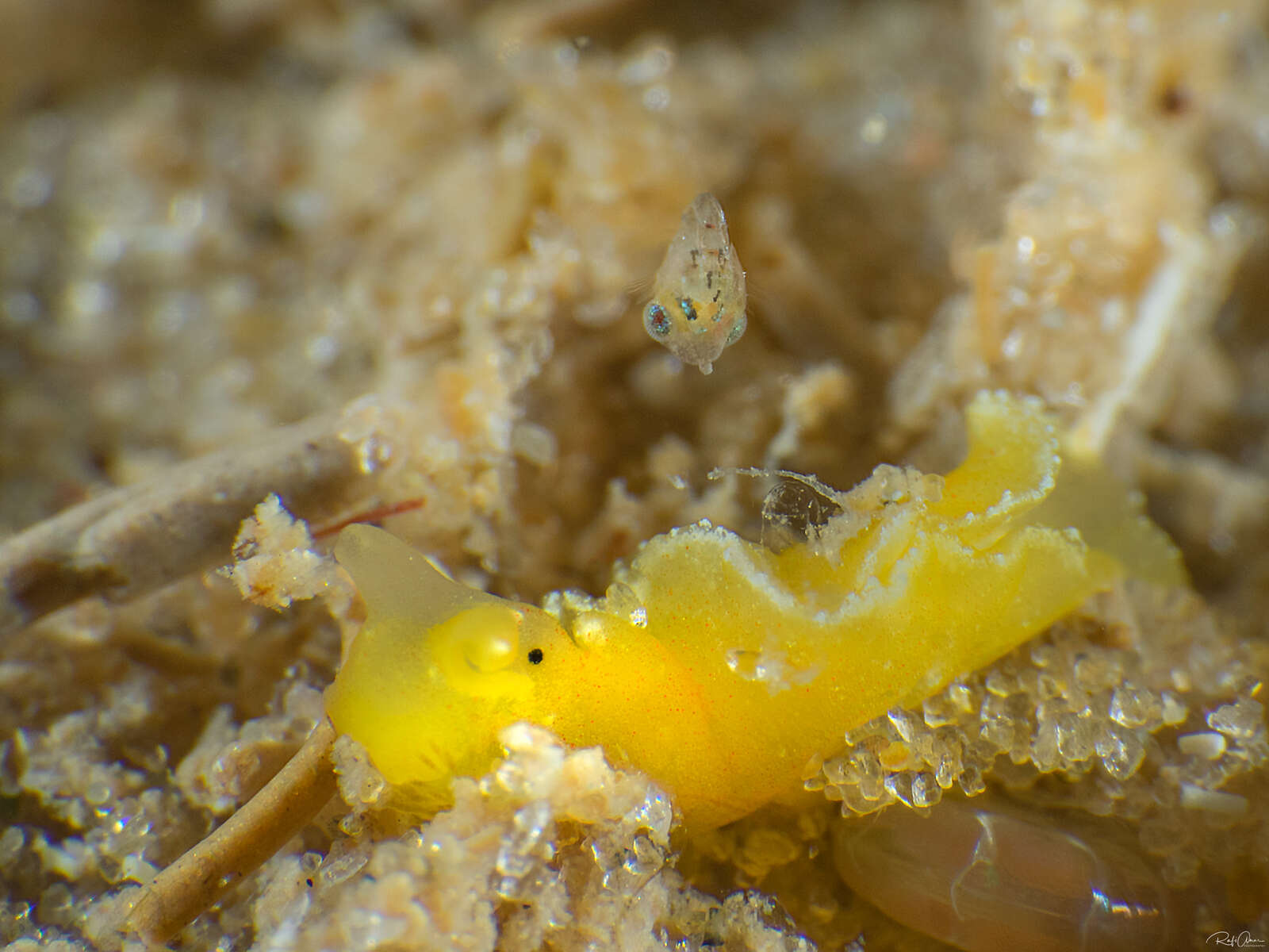 Image of yellow elysia