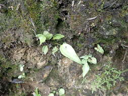 Imagem de Cheiropleuria integrifolia (D. C. Eaton ex Hook.) M. Kato, Y. Yatabe, Sahashi & N. Murak.
