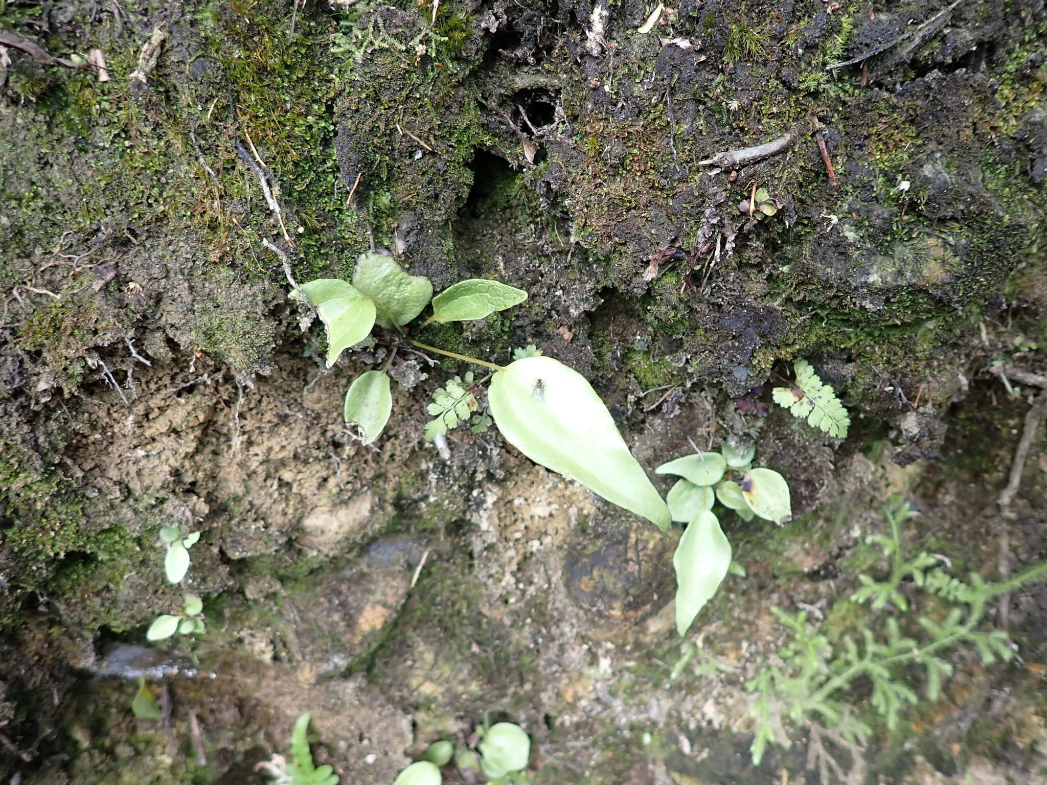 Imagem de Cheiropleuria integrifolia (D. C. Eaton ex Hook.) M. Kato, Y. Yatabe, Sahashi & N. Murak.