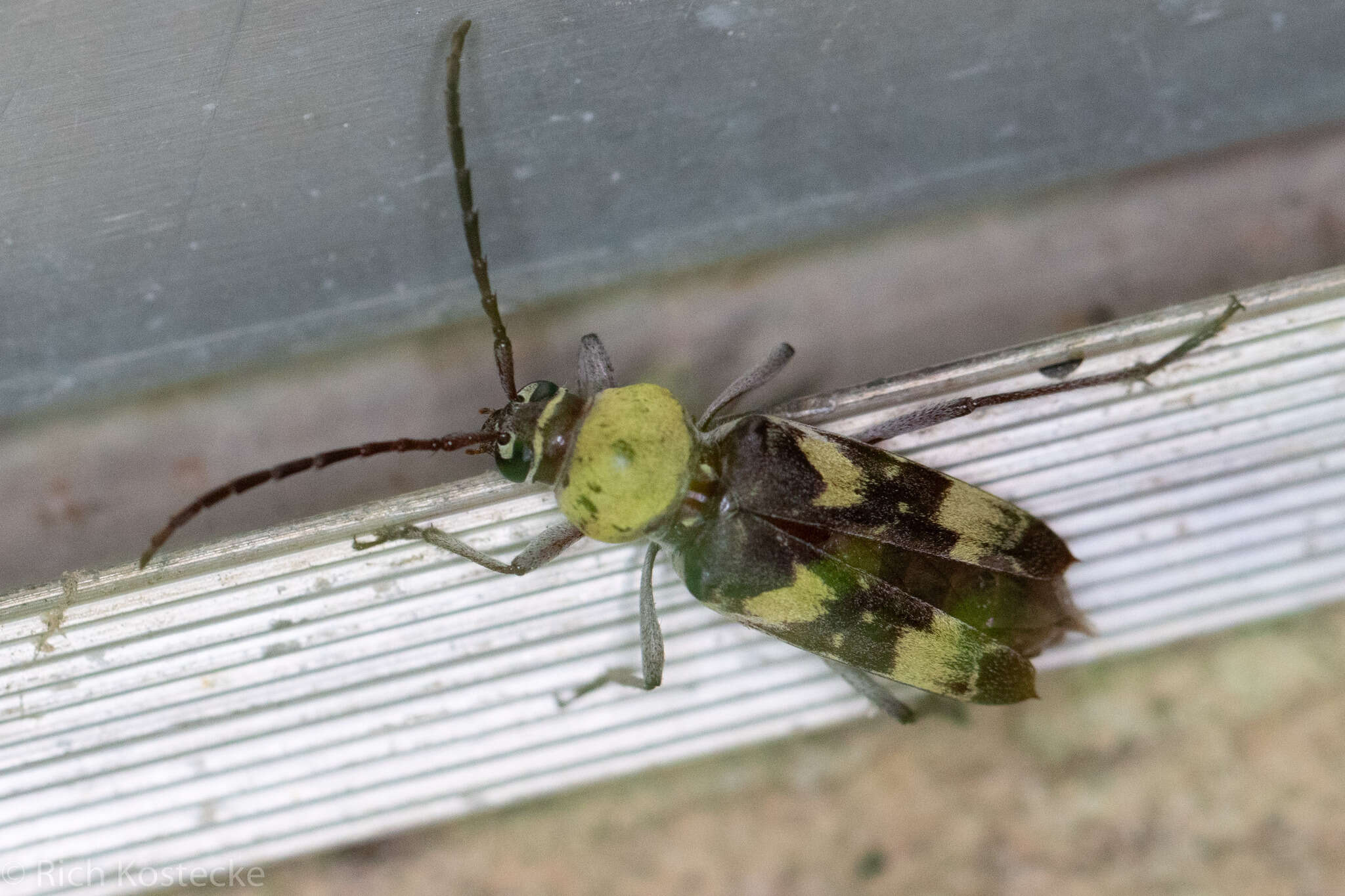 Image of Megacyllene antennata (White 1855)