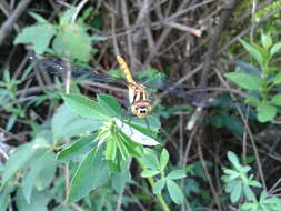 Image of Sympetrum eroticum (Selys 1883)