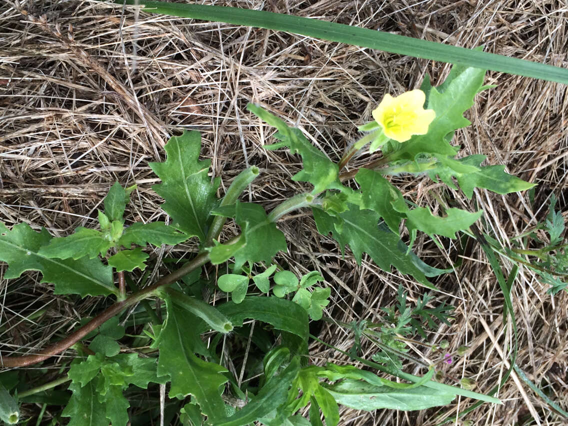 Imagem de Oenothera laciniata Hill