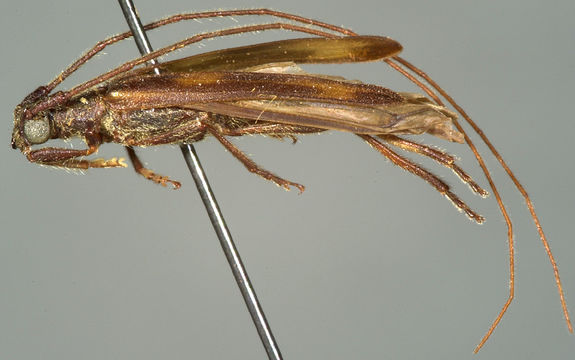 Image of <i>Methia maculosa</i> Chemsak & Linsley 1964