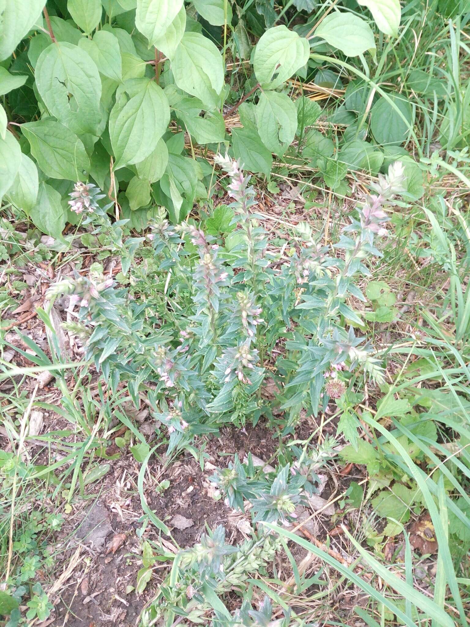 Image of red bartsia