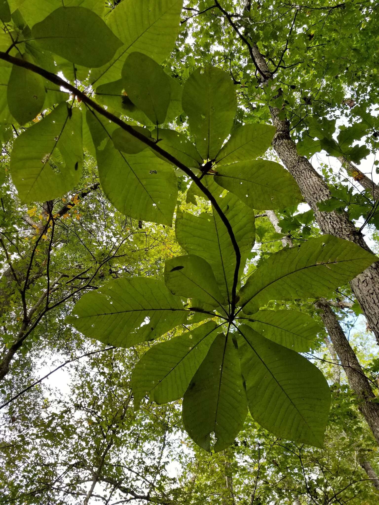 Image of Big-Leaf Magnolia