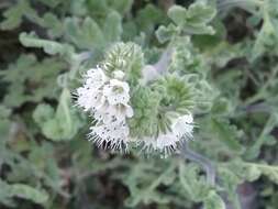 Phacelia rupestris Greene的圖片