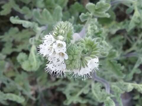 Image of rock phacelia