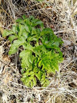 Image of Angelica decurrens (Ledeb.) B. Fedtsch.