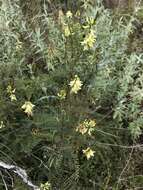 Image of Santa Barbara milkvetch