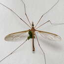 صورة Tipula (Yamatotipula) jacobus Alexander 1931