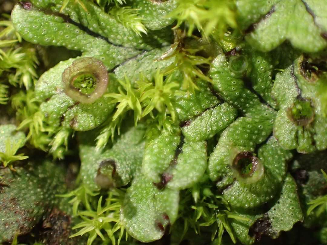 Image of Marchantia pinnata Steph.