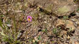 Image of Slender-Stem Monkey-Flower