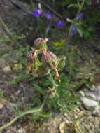 Image of Campanula komarovii Maleev