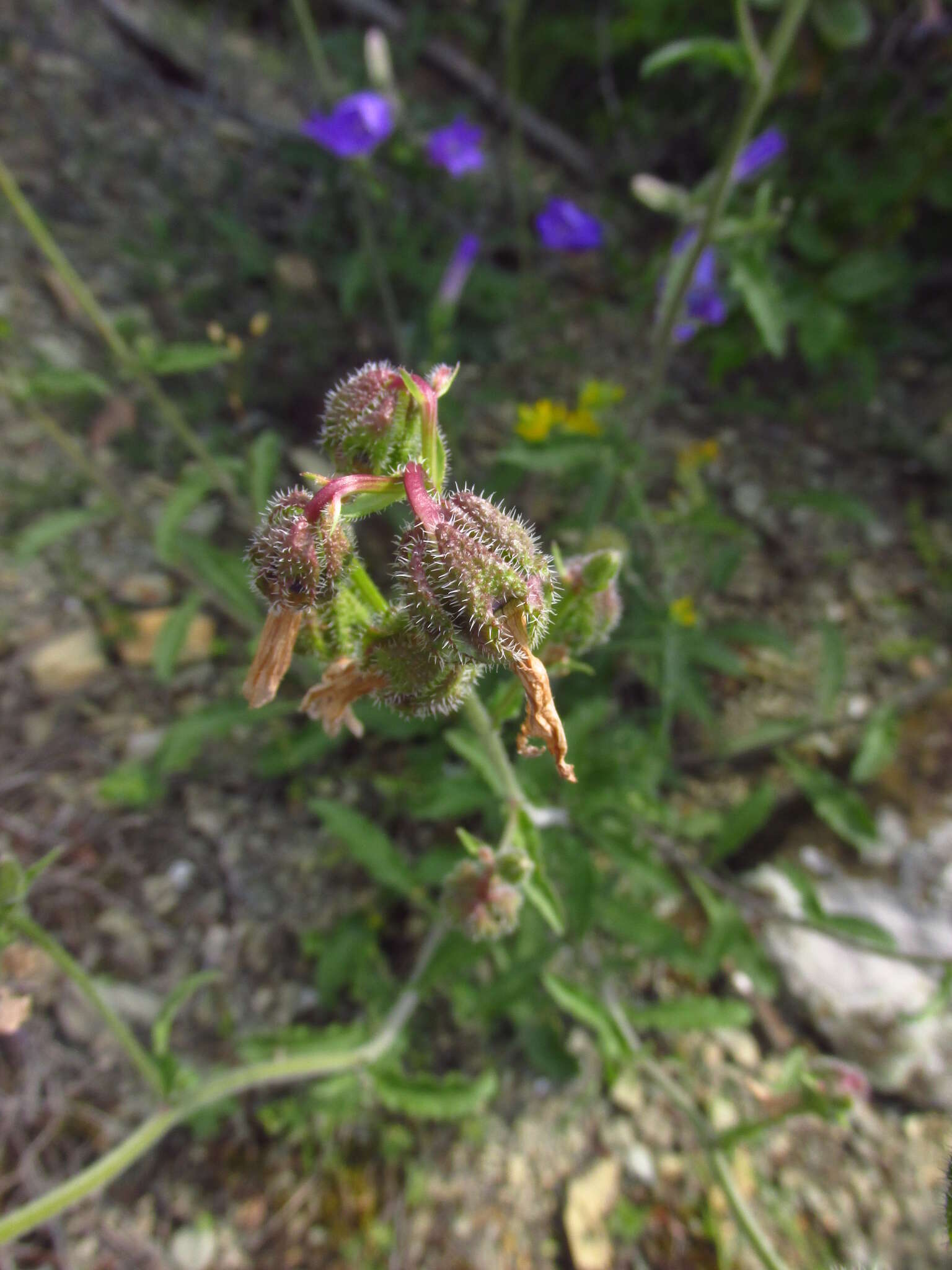 Image of Campanula komarovii Maleev