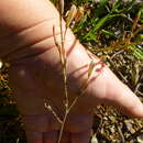 Image of Trachyandra flexifolia (L. fil.) Kunth
