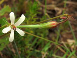 Image of Pelargonium elongatum (Cav.) Steud.