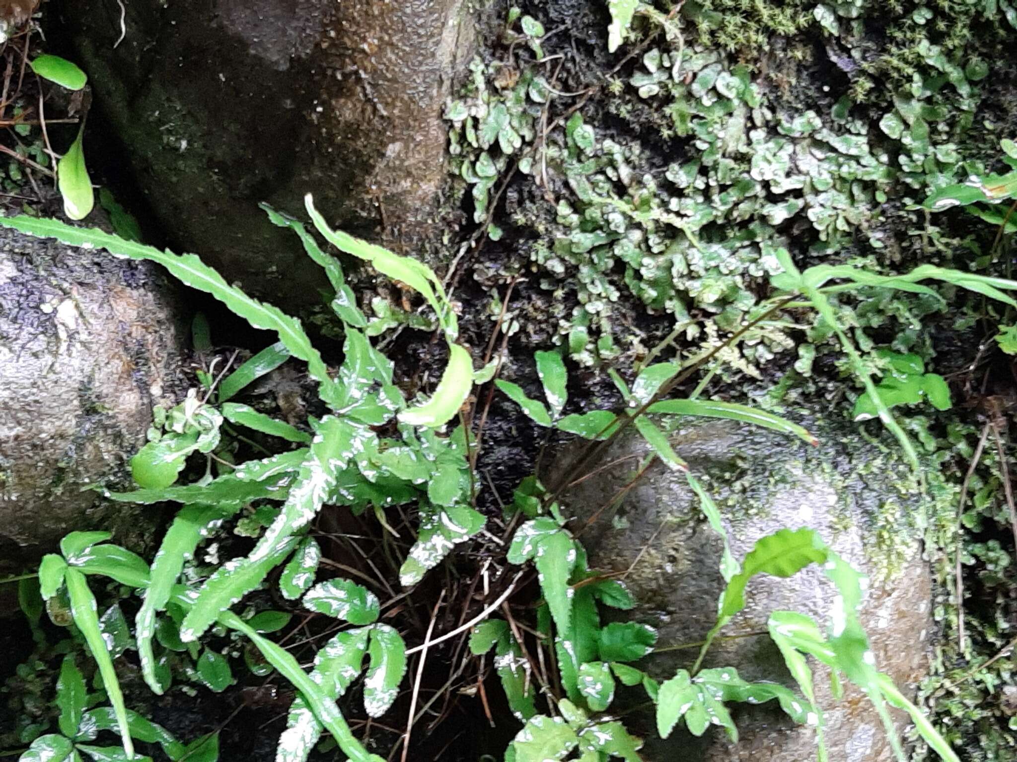 Image of Pteris ryukyuensis Tag.