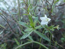 Wahlenbergia akaroa J. A. Petterson resmi