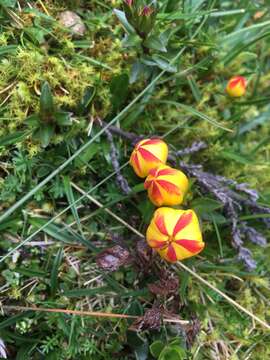 Image of Gentianella hirculus (Griseb.) Fabris