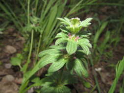 Image of Lamium amplexicaule var. orientale (Pacz.) Mennema