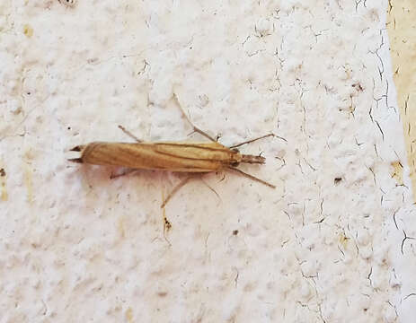 صورة Agriphila tristellus