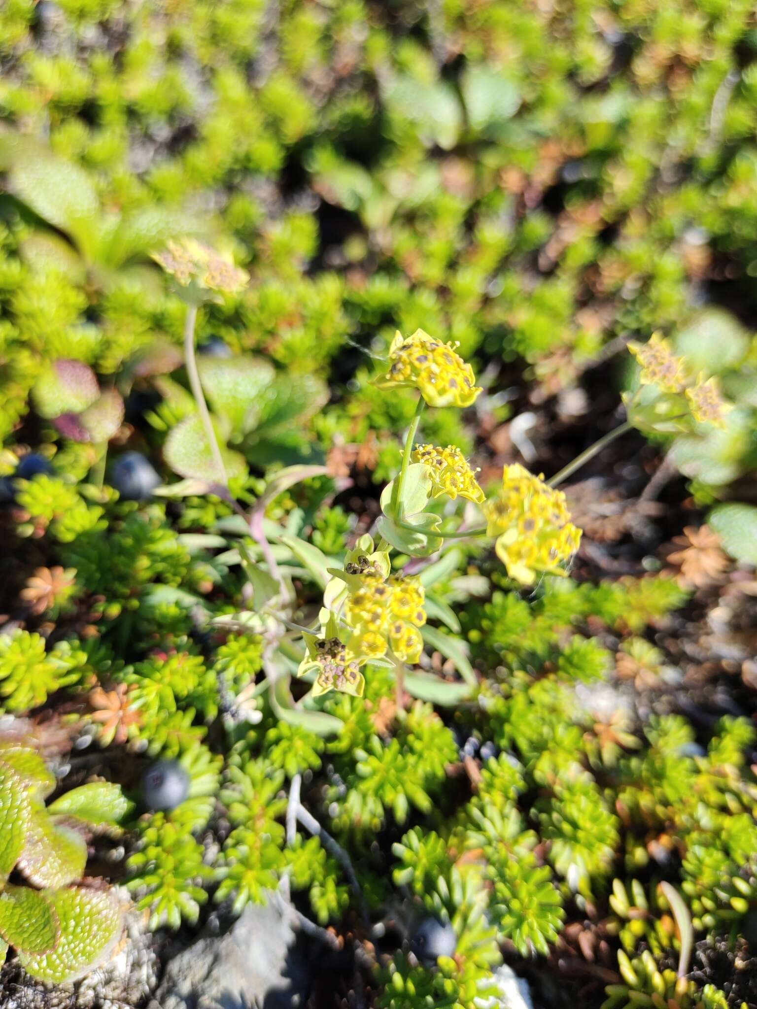 Image of Bupleurum triradiatum Adams ex Hoffm.