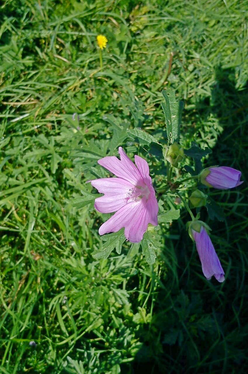 Image de Malva excisa Rchb.