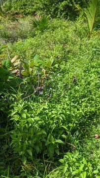 Image of Cape Sable whiteweed