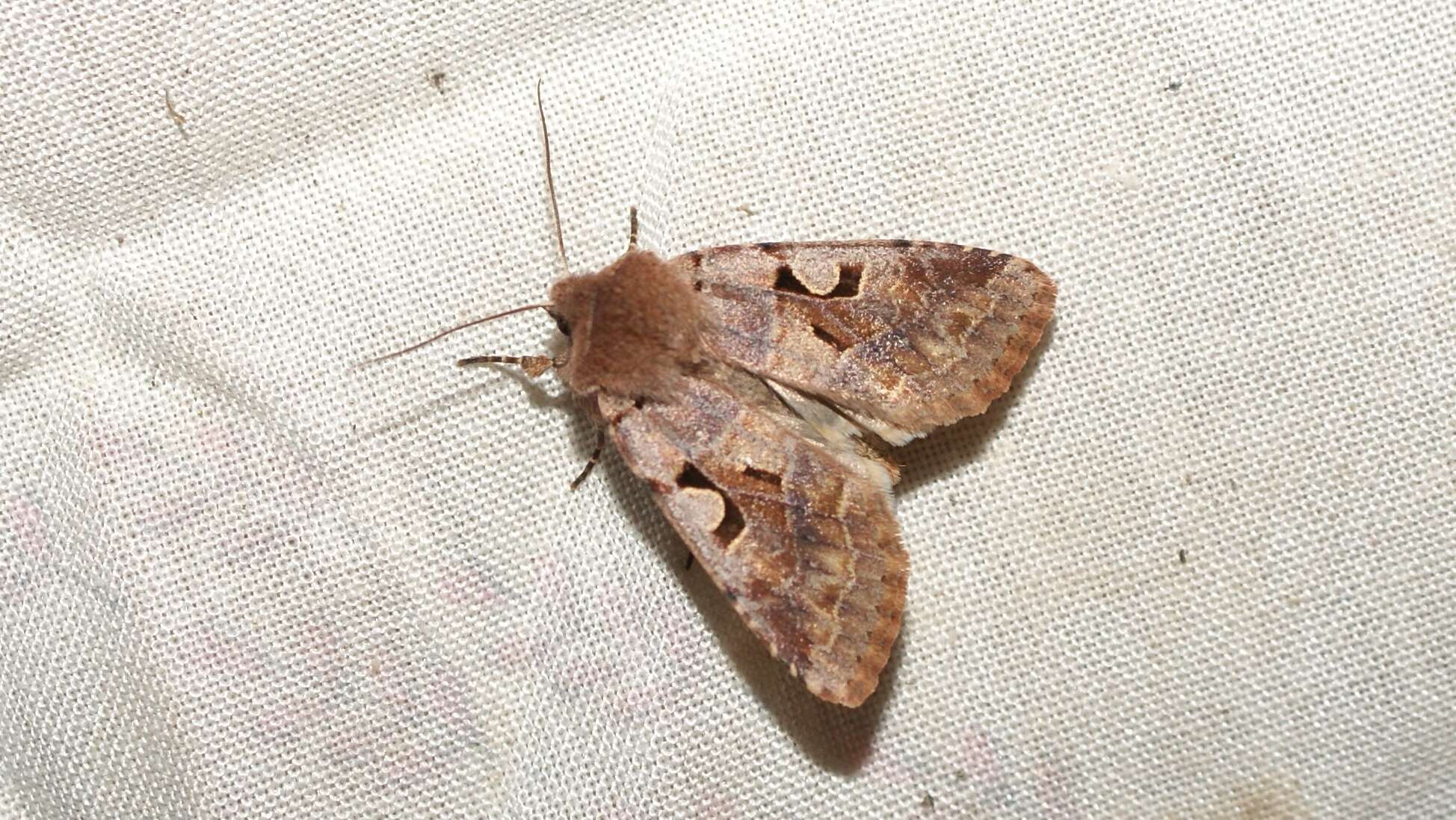 Orthosia gothica Linnaeus 1758 resmi