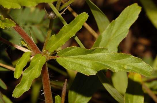 Image of Monsonia burkeana Planch. ex Harv. & Sond.