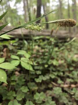 Image of Broad Loose-Flower Sedge