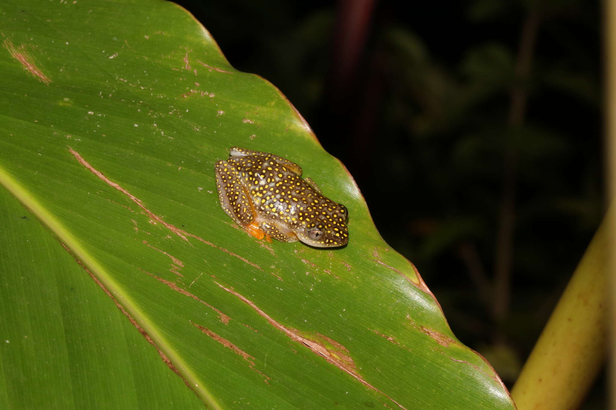 Imagem de Heterixalus alboguttatus (Boulenger 1882)