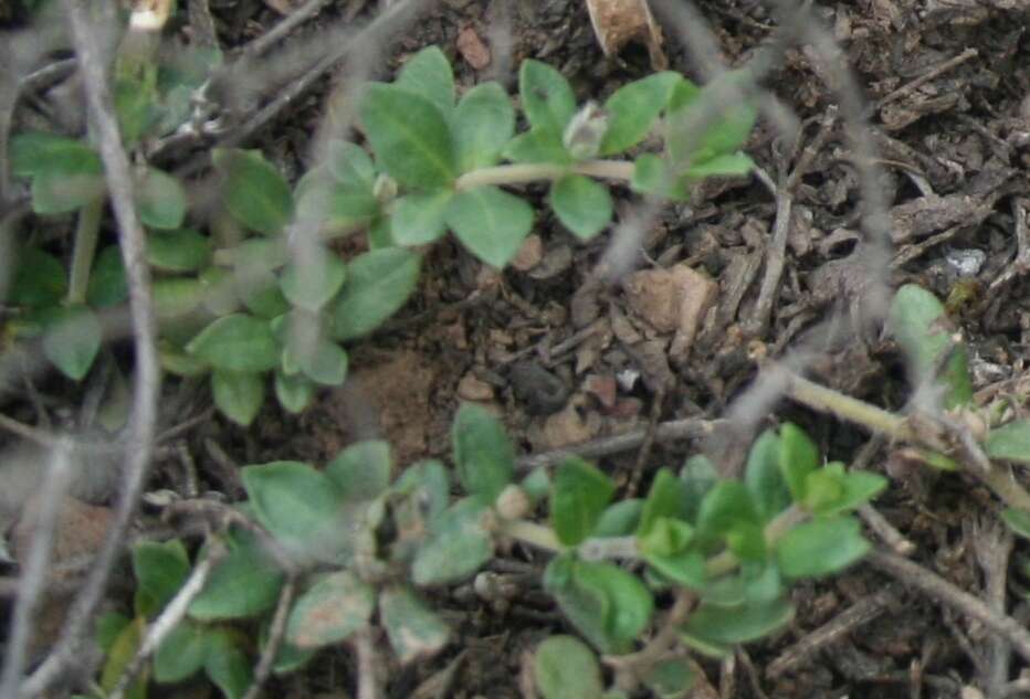 Blepharis integrifolia (L. fil.) E. Mey. & Drege resmi