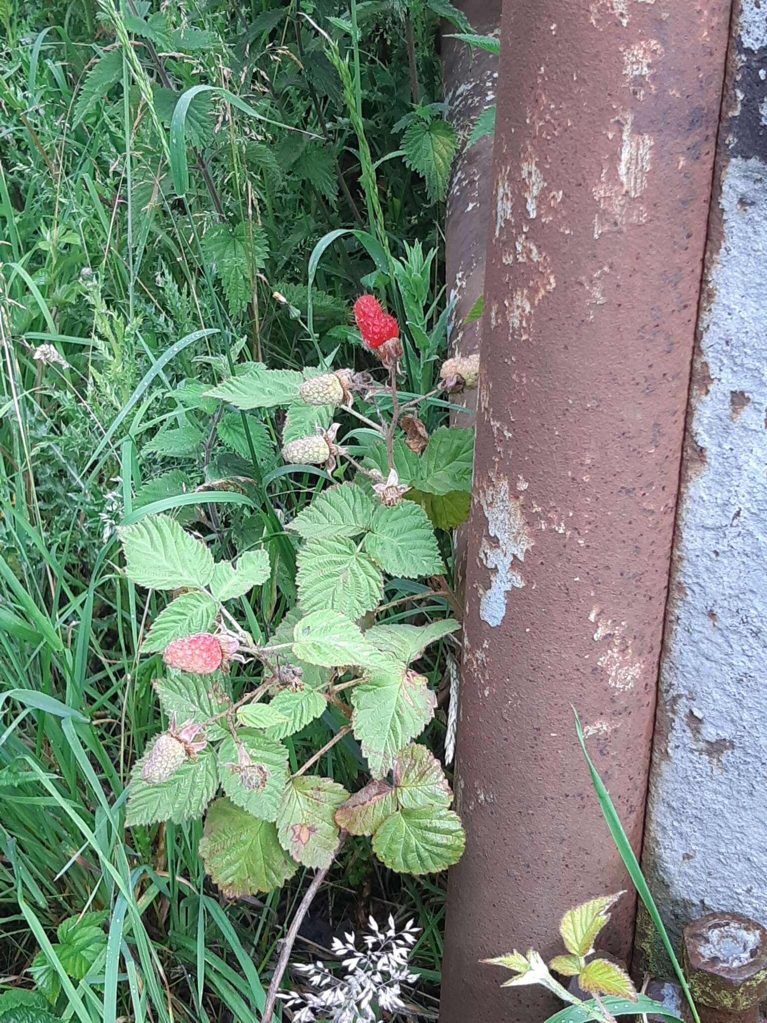 Sivun Rubus loganobaccus L. H. Bailey kuva