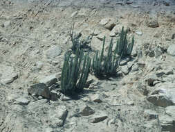 Image of Corryocactus brachypetalus (Vaupel) Britton & Rose