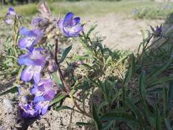 Plancia ëd Penstemon gormanii Greene