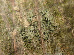 Image of lecidella lichen