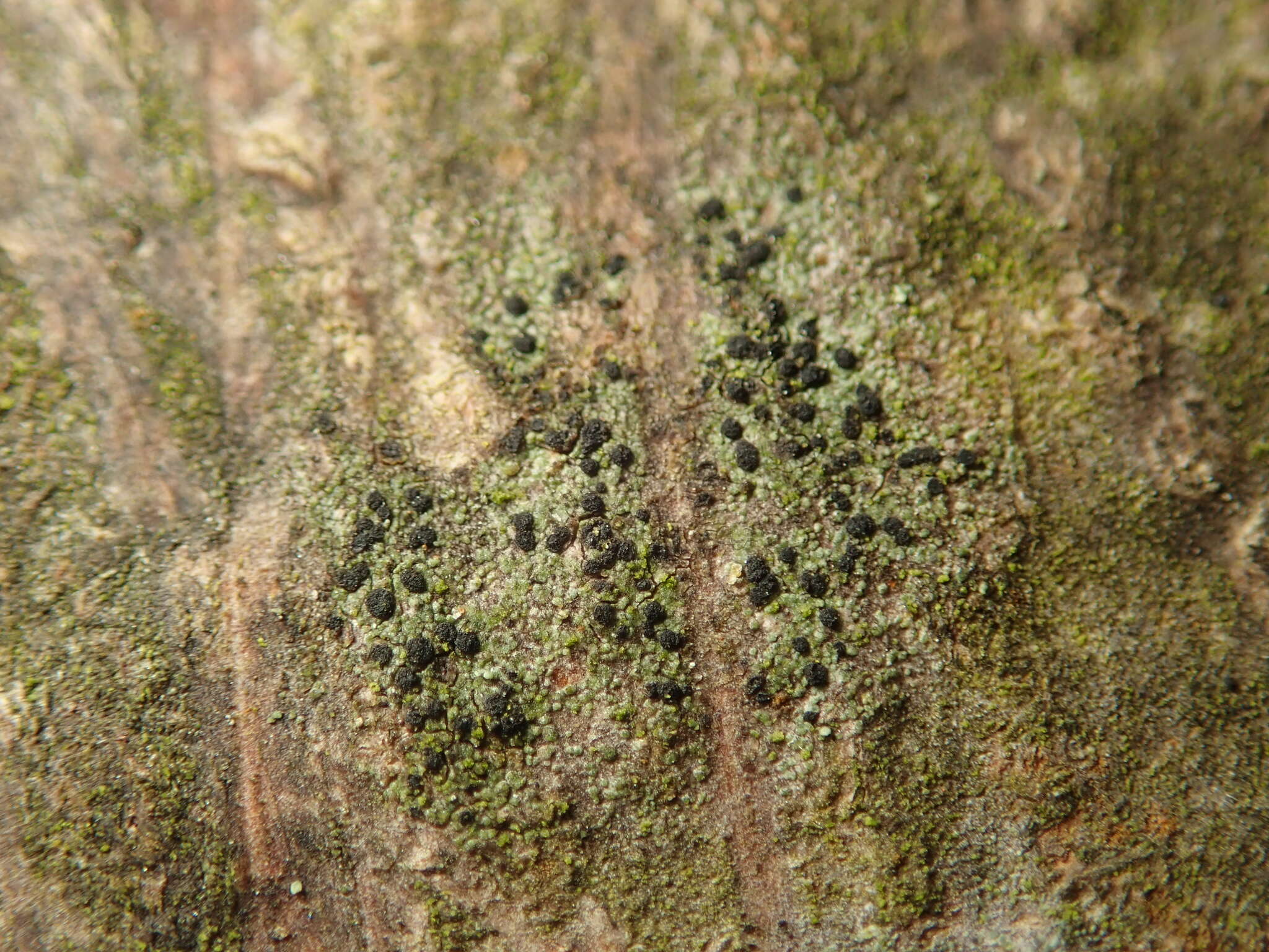 Image of lecidella lichen