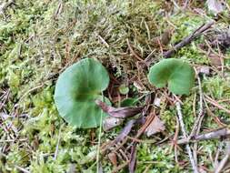 Image of Soldanella montana Willd.